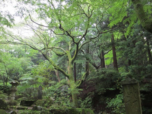 両子寺　新緑のパワー　魂のコーチング
