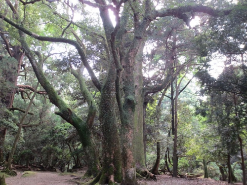 自然　樹木　意識の成長