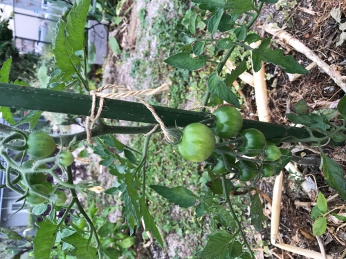 2ミニトマト.jpg