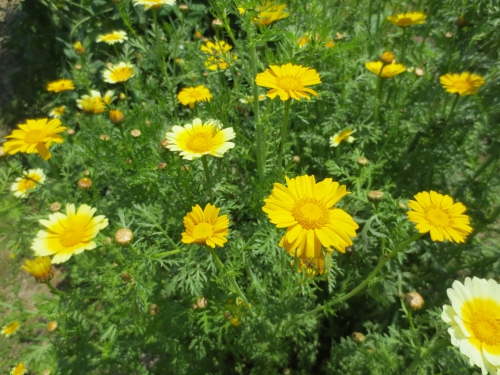 　花　魂のコーチング春菊